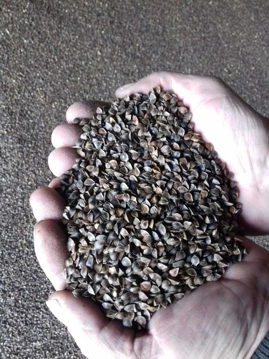 Продам гречку, Продам гречиху 100т