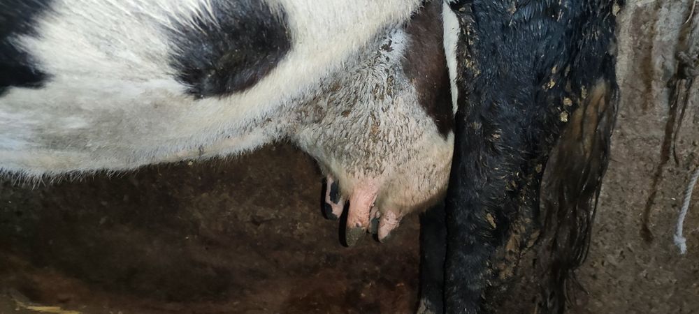 Продам корову на хозяйство