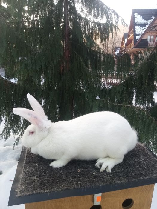 Termondzki Biały samica rodowód