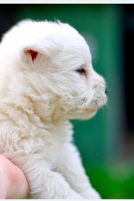 Whest highland white terrier