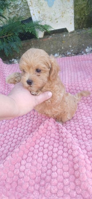 maltipoo femea pequenina