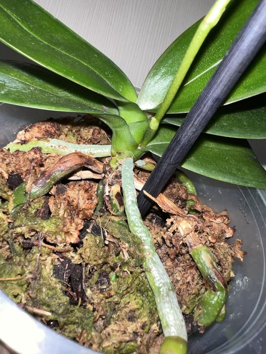 Орхидея. Фаленопсис. Попкорн.