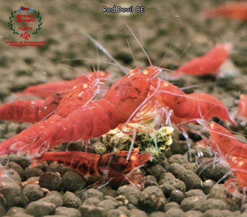 Krewetki Caridina Red Devil OE Orange Eyes ZAMIANA GRATIS PROMOCJA