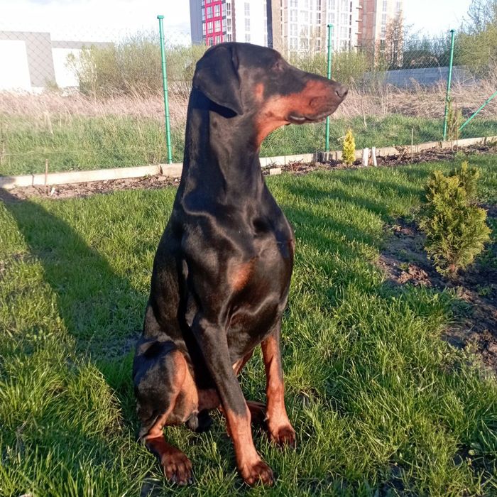 Кобеля добермана для в'язки