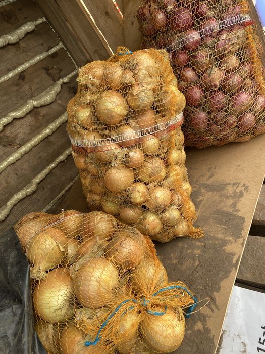 Cebula żółta, worki 15 kg i 5 kg