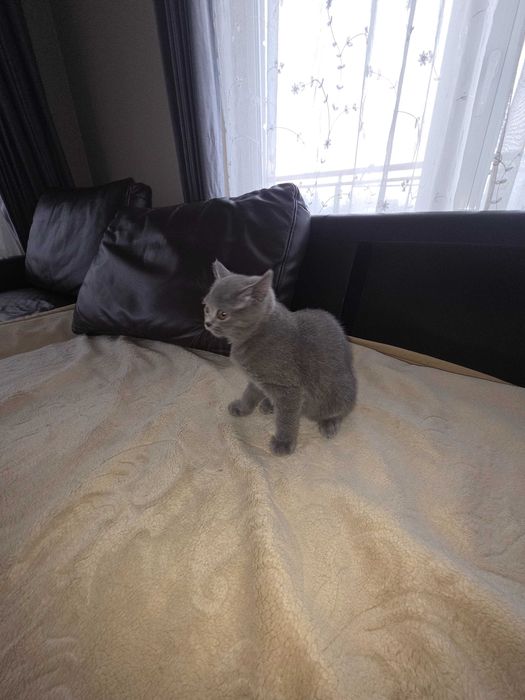 Kotki kocurki Brytujskie z  rodowodem