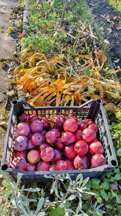 Ogród działkowy/ działka POD Leszczynko