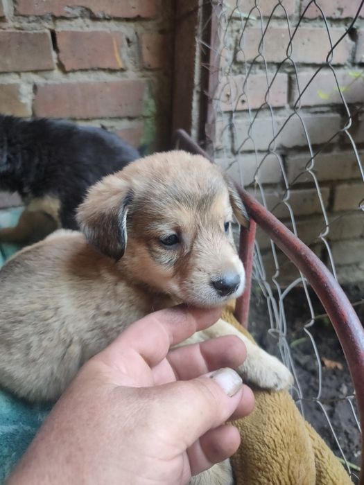Віддам цуценят в люблячу родинну