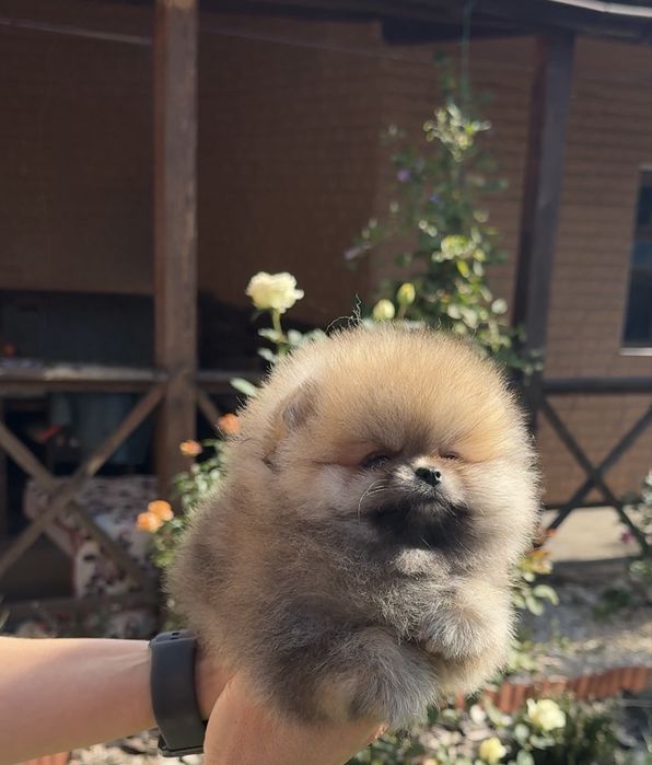 Міні хлопчик Померанського шпіца Teddy!