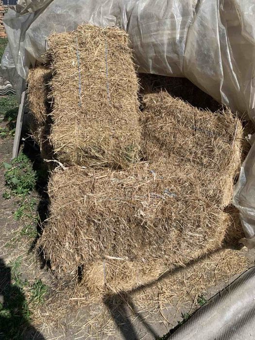 Продам сіно луцерки в тюках