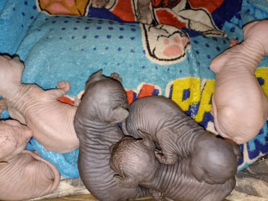 Котята Канадский сфинкс