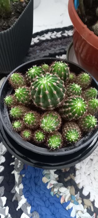 Кактуси  продаж.