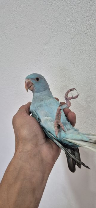 Ring nek azul criado a mão