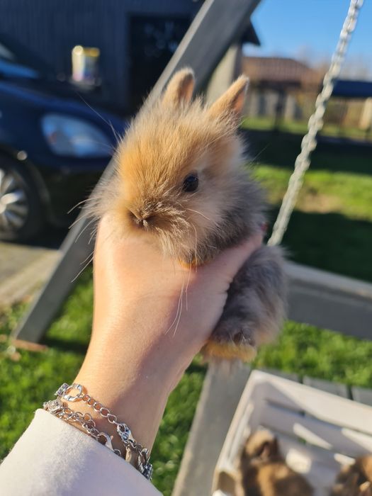 Króliczki Karzełki teddy