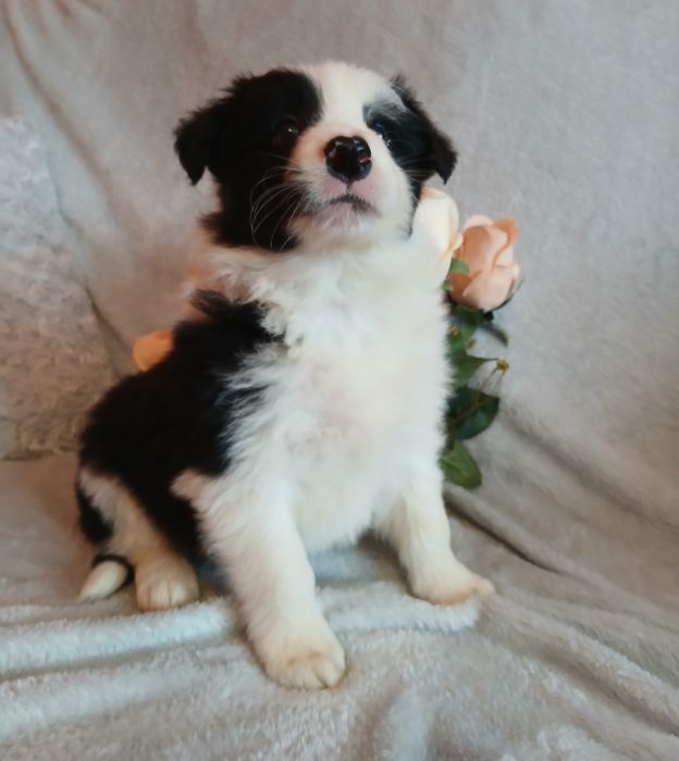 Border collie z rodowodem