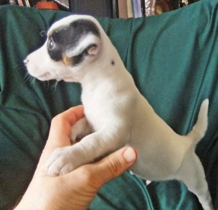 Jack Russel Terrier macho