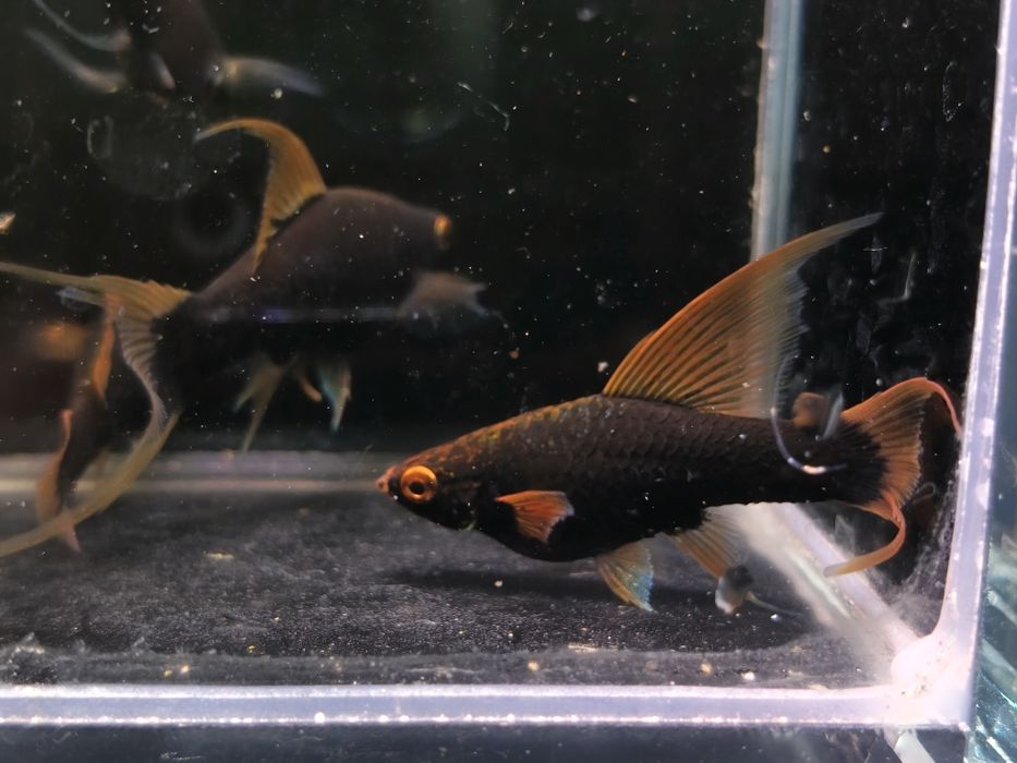 Mieczyk albino Red / Hamburg