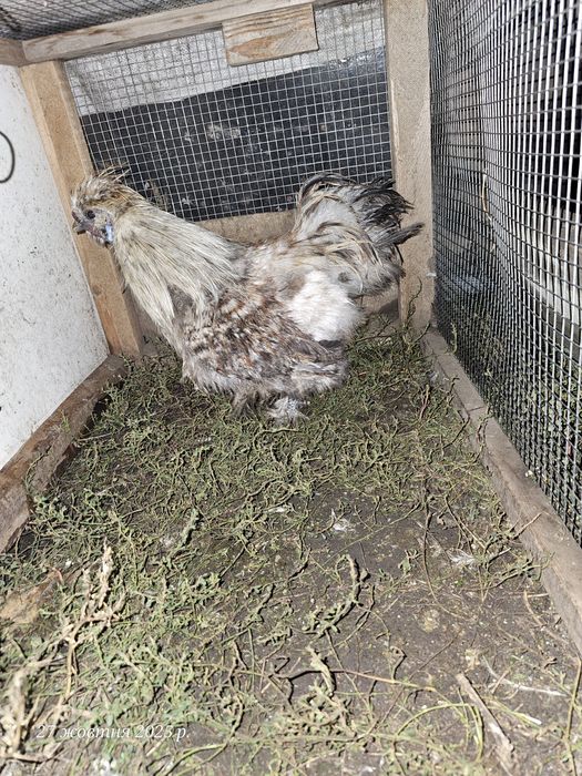 Китайская  пуховая.