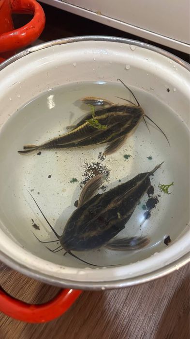 Отдам рыбок в аквариум