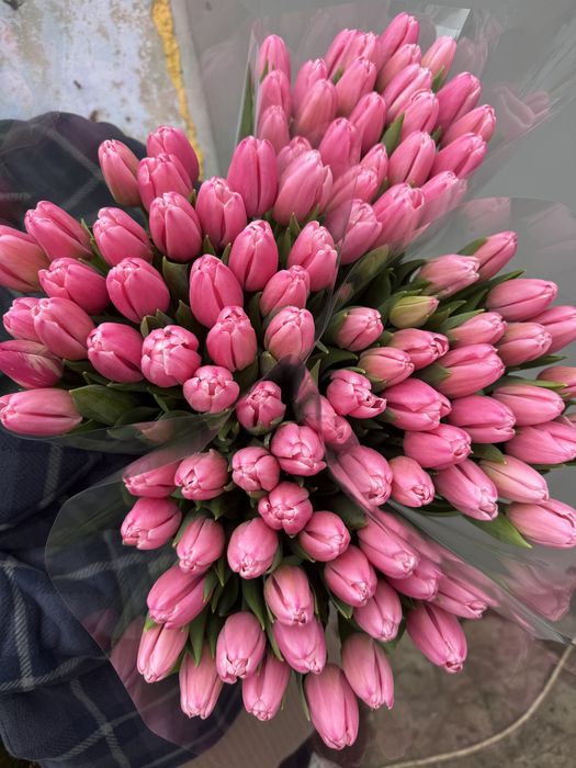 Луковицы тюльпана, после выгонки