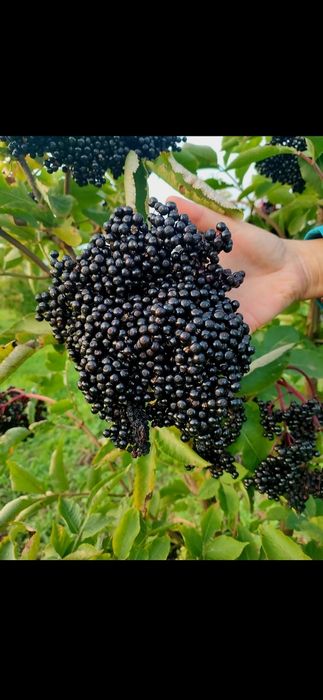 SZTOBRY, zrazy bez czarny