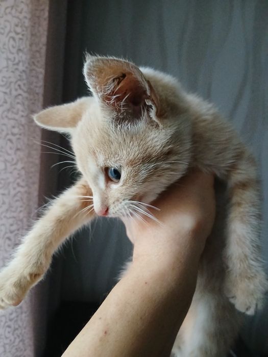 продам кошеня 50 грн
