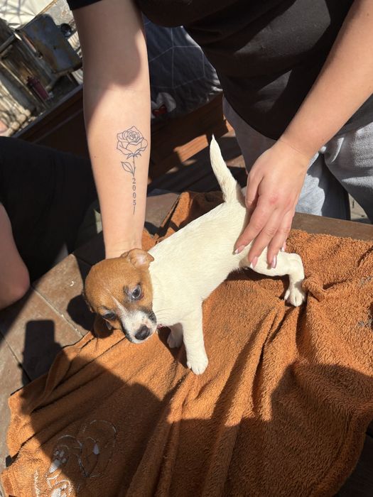 Jack Russell Terrier Suczka
