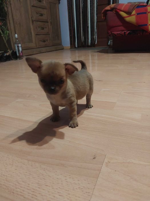 Chihuahua Pieski 2 miesiące