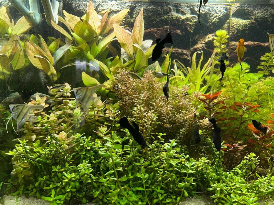Roślinki akwariowe