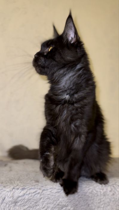 Виводиться з розведення киця мейн-кун