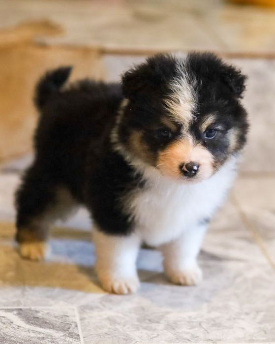 Pastor americano miniatura (mini aussi)