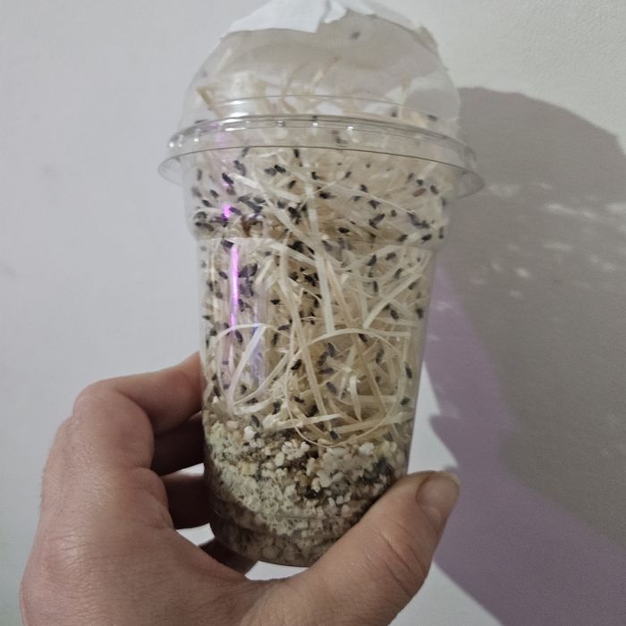 Muszki D.melanogaster owocowki