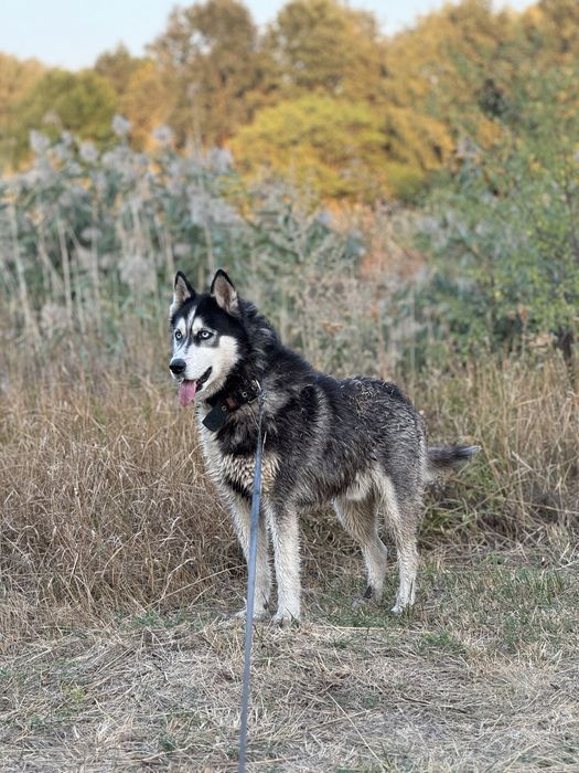 Хаскі кобель на вʼязку