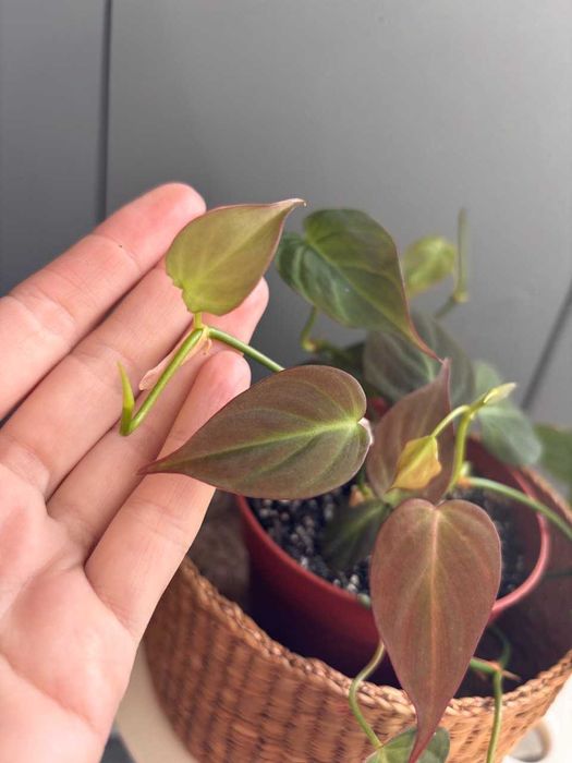 Філодендрон Міканс Philodendron Scandens Micans