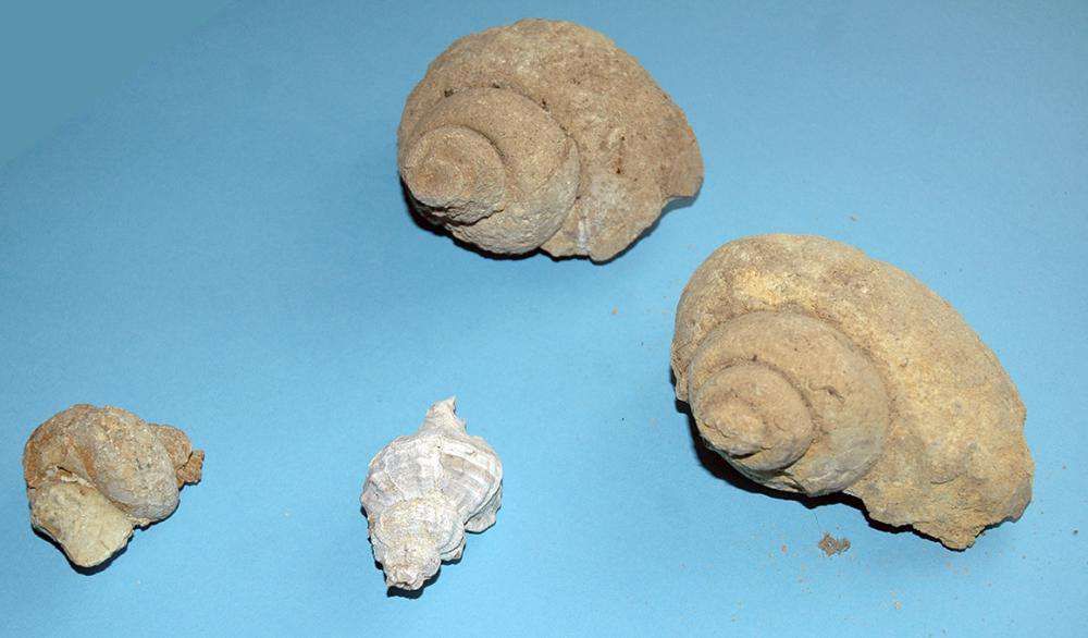 Fósseis históricos