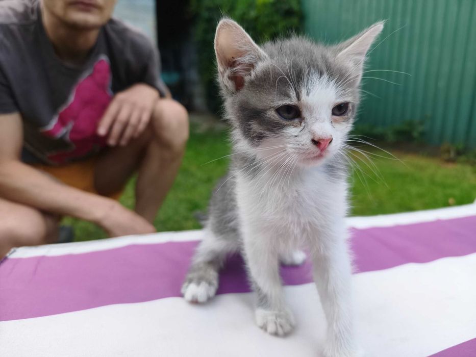 Отдадим котят в хорошие руки (Левый берег, Дарницкий район)