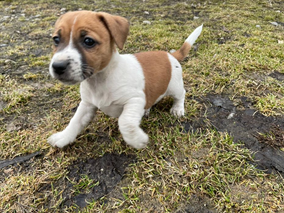 Jack russell terrier szczeniaki
