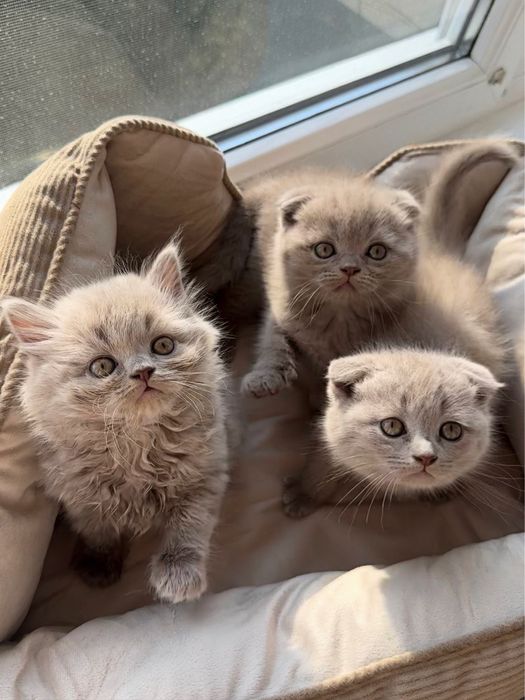 Британські кошенята світло-бежевого окрасу