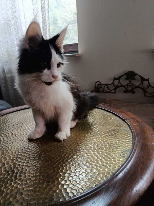 Maine Coon ładny kocurek