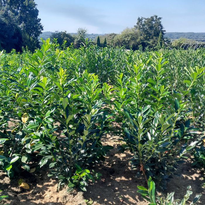 Laurowiśnia wschodnia! Do 200 cm! Sadzimy! Novita, Rotundifolia!