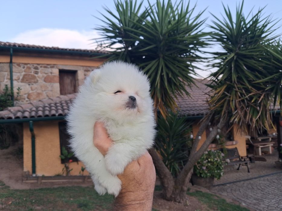 Spitz Fêmea miniatura com lop