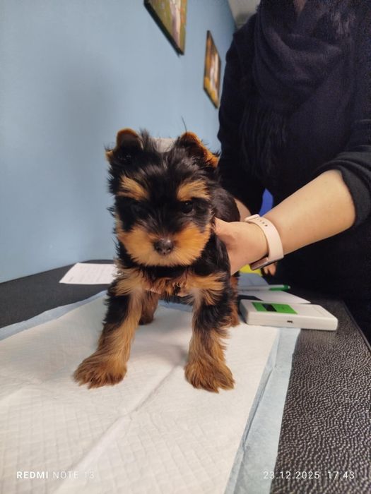 Yorkshire Terrier FCI ZKwP Piesek po Czampionach Gotowy do Odbioru