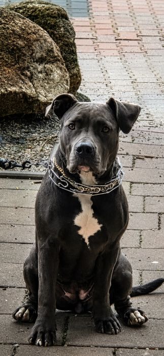 Amstaff z rodowodem