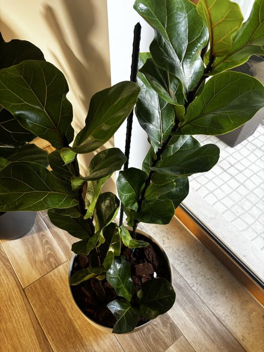 Ficus Lyratra 3 hastes