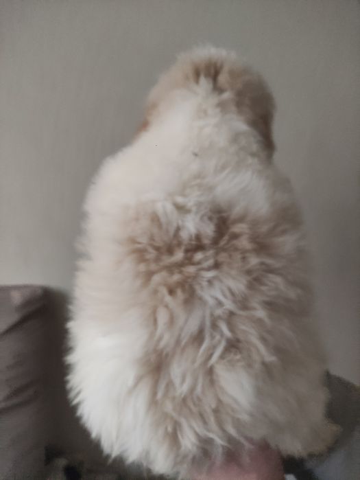 Малыш Ши-тцу ,мальчик