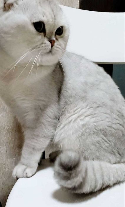 Скотіш страйт( фолд). Котики кошенята. Срібний мрамур