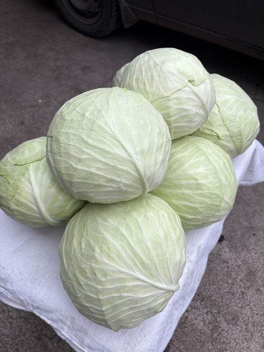 Продам капусту Агрессор