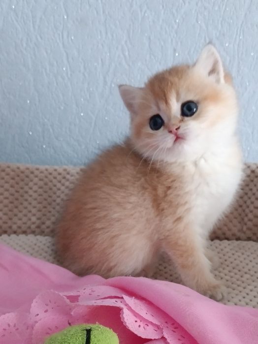 Зеленоока красуня