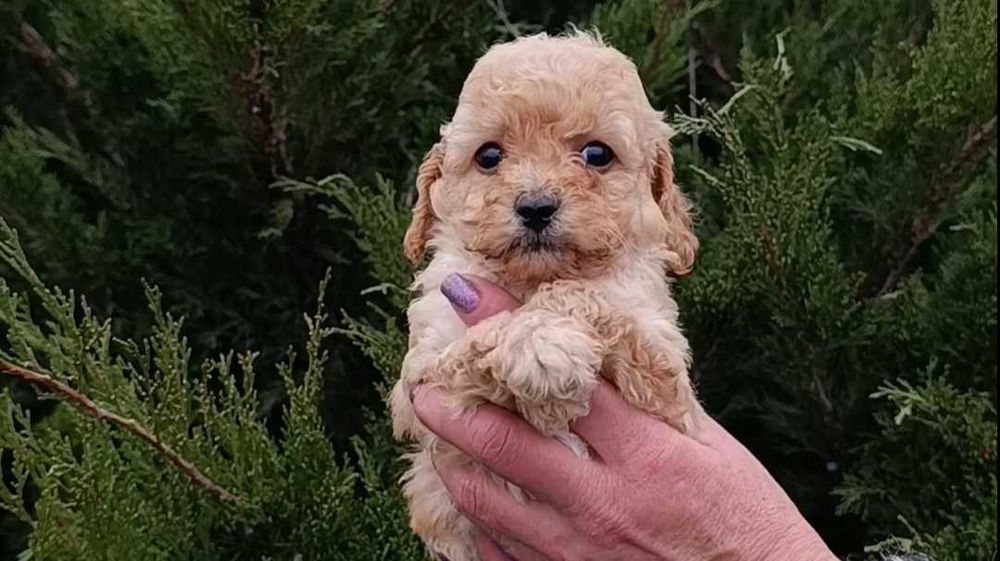 Мальчик мальтипу. Мини размер.