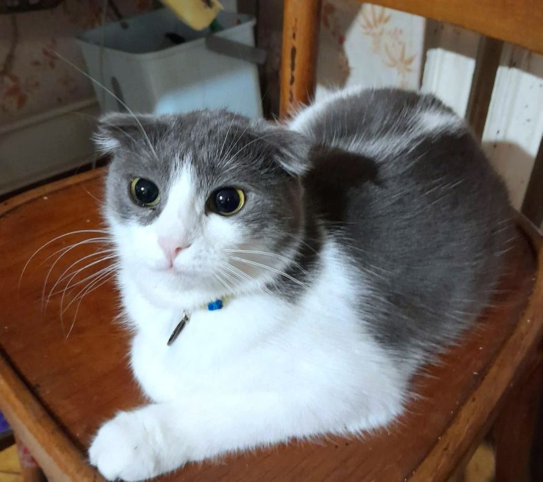 Вислоухая стерилизованная котёнок подросток девочка ищет дом! Котята